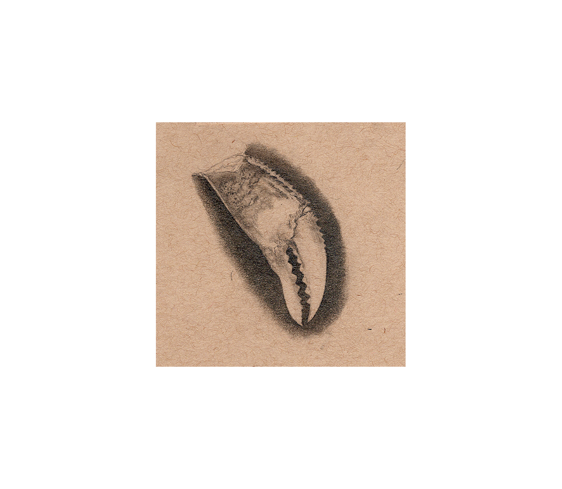 “Crab” - Kristen Etmund